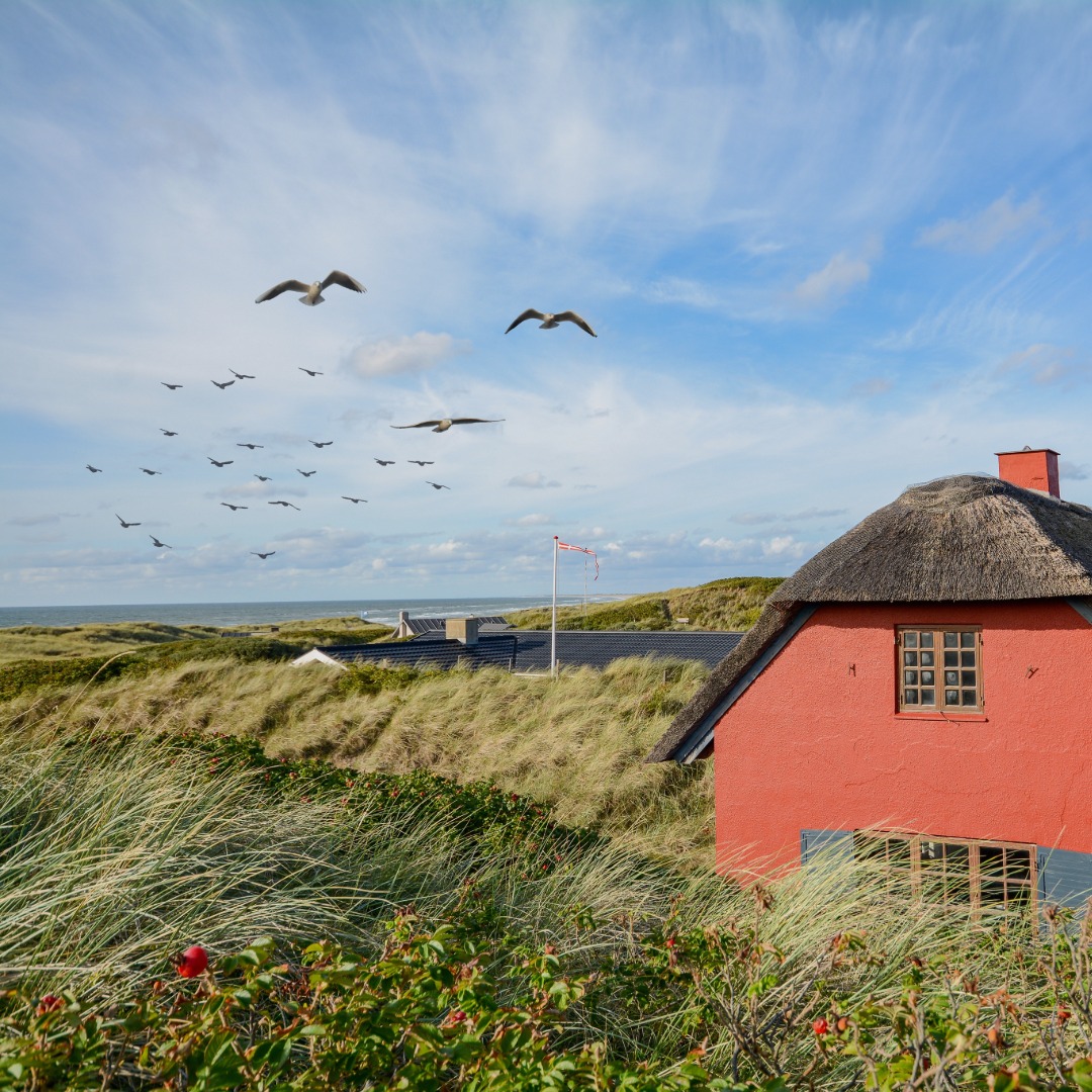 Graslandschaft in den Dünen an der Ostsee, mit Haus und Möwen in der Luft